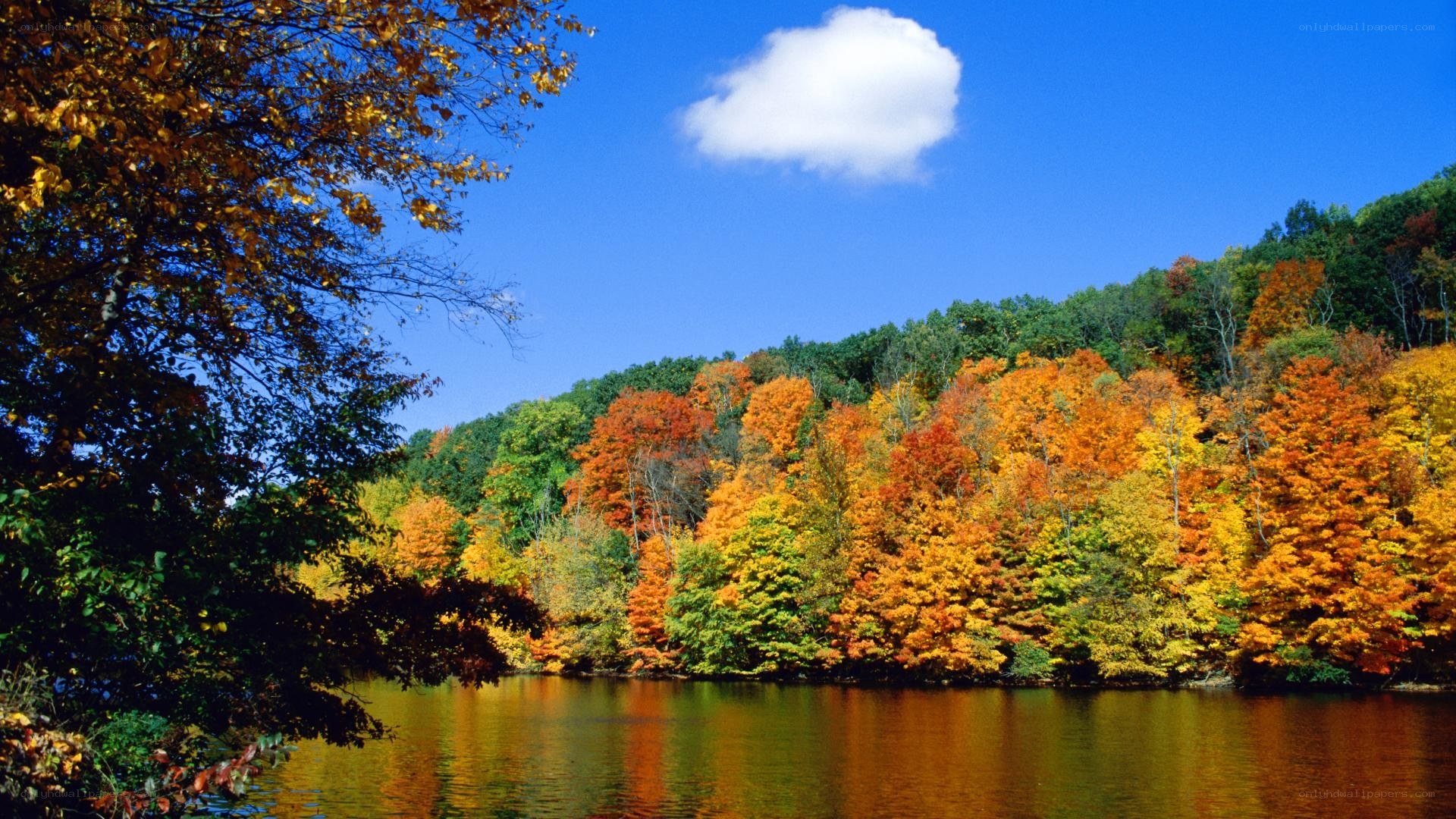 Autumn trees by a lake