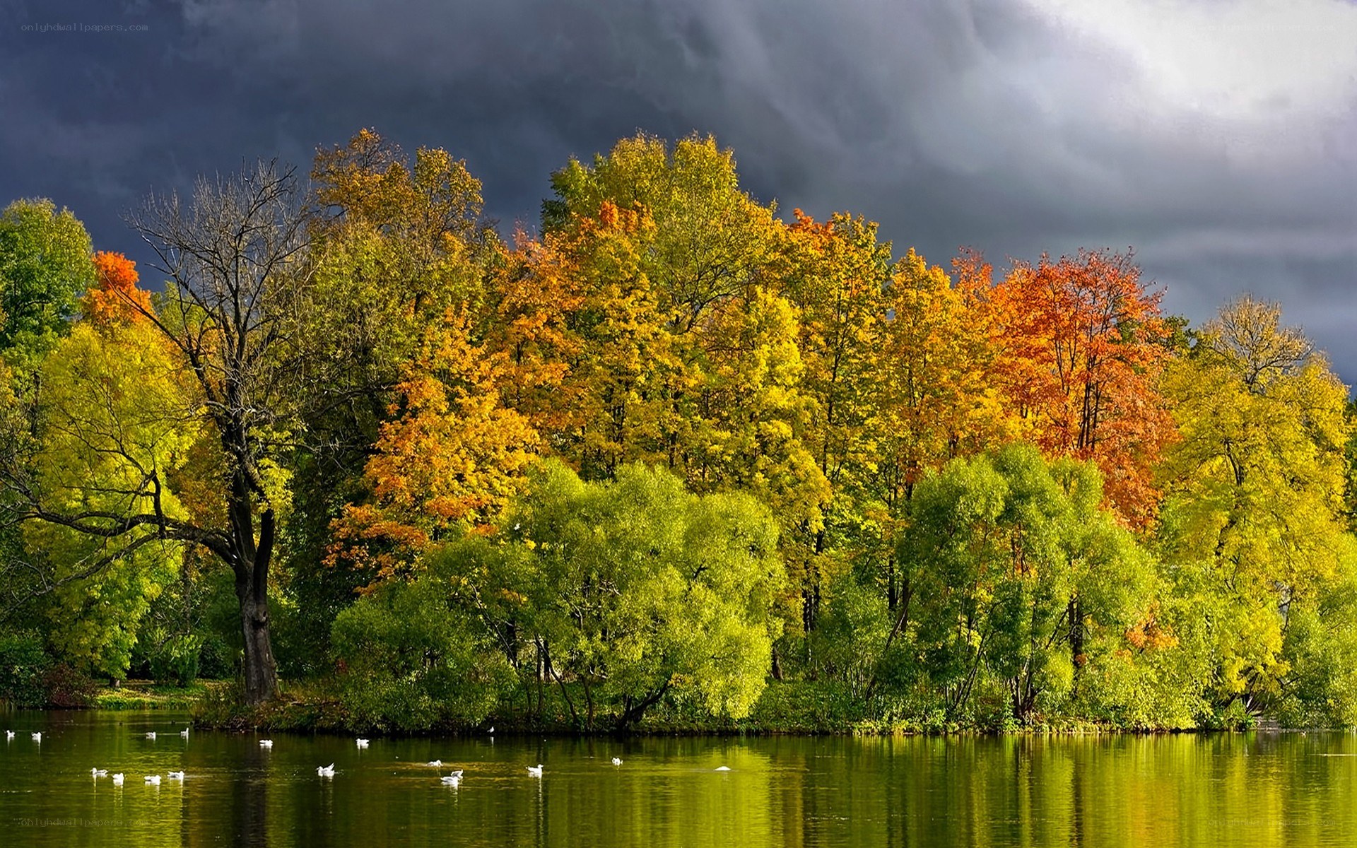 Autumn trees by a lake
