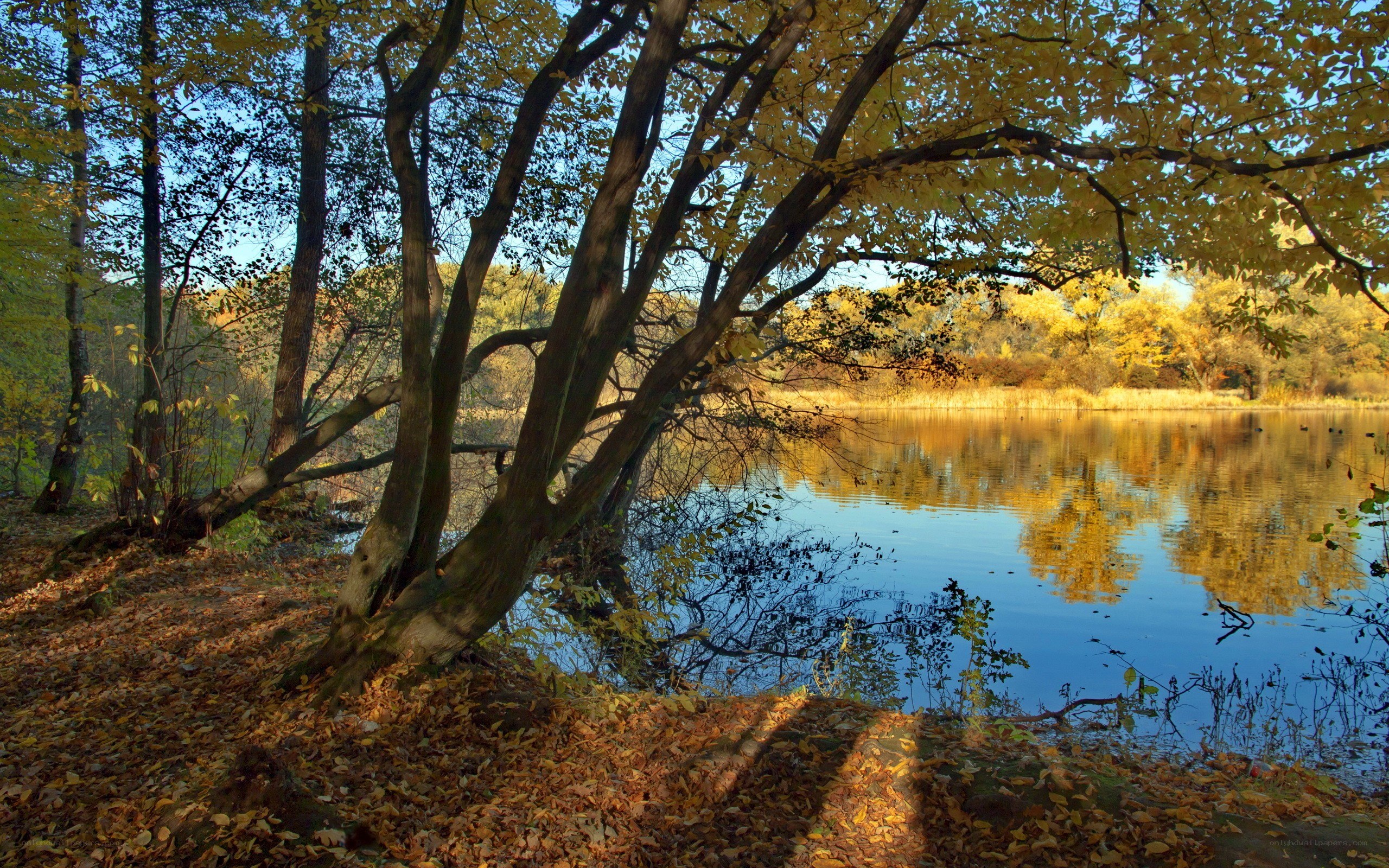 Autumn trees by a lake