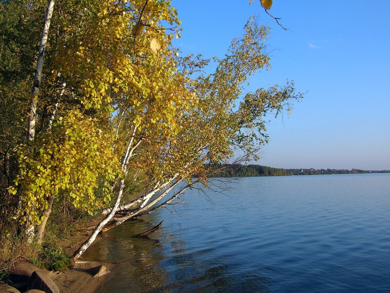 Autumn trees by a lake