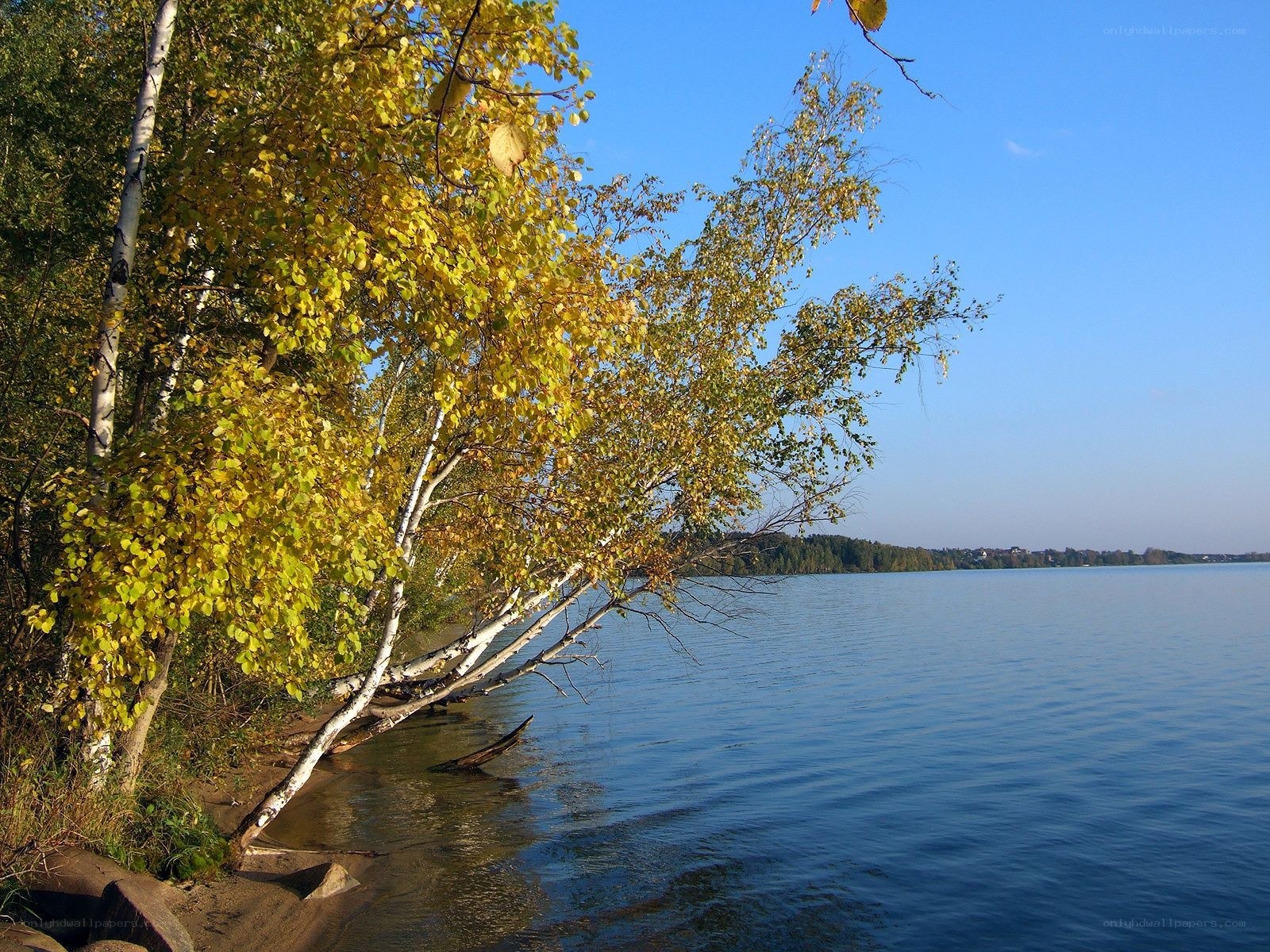 Autumn trees by a lake
