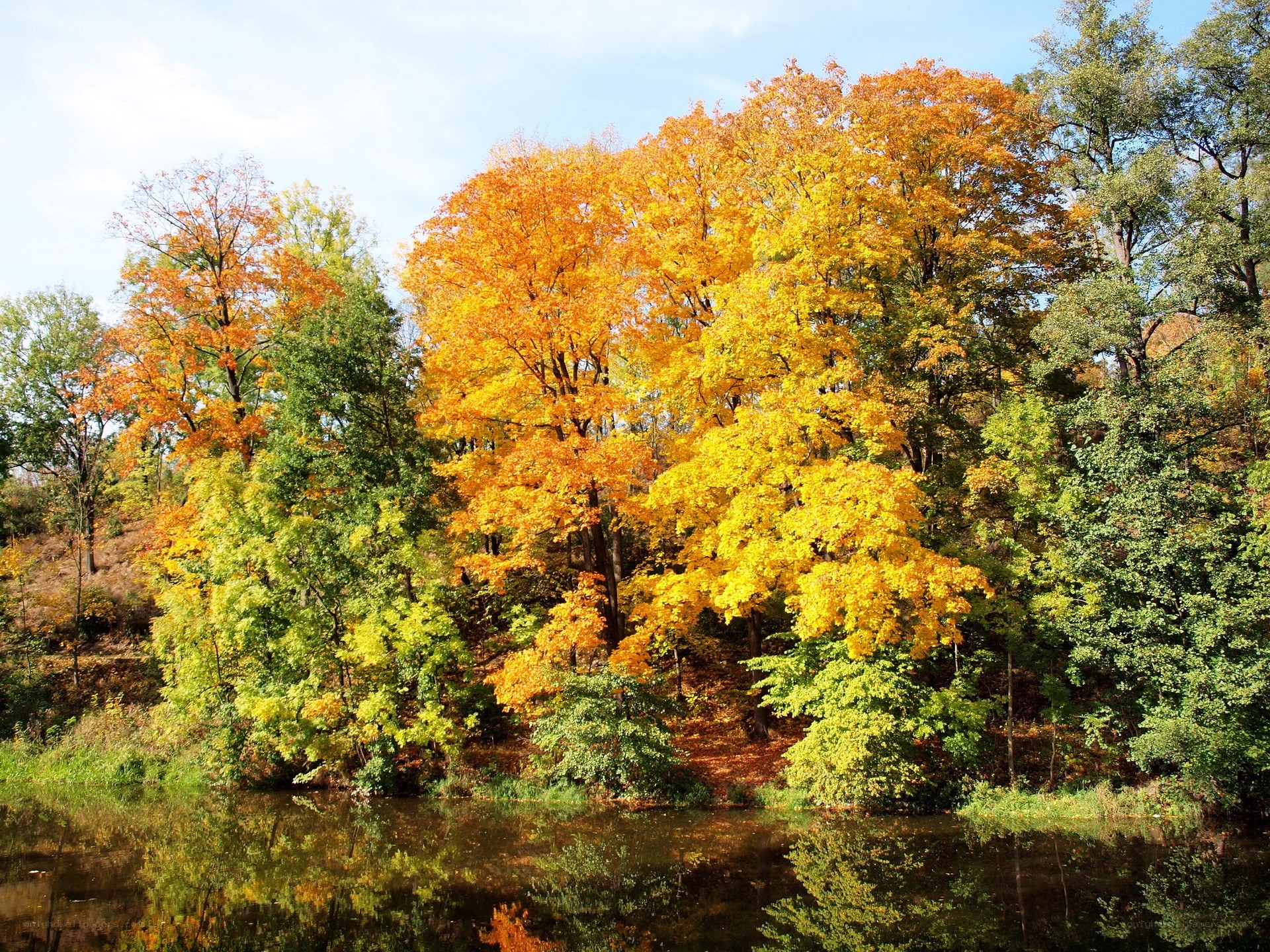 Autumn trees by a lake