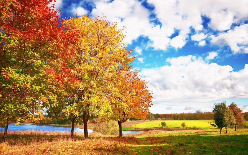 Autumn trees by a lake
