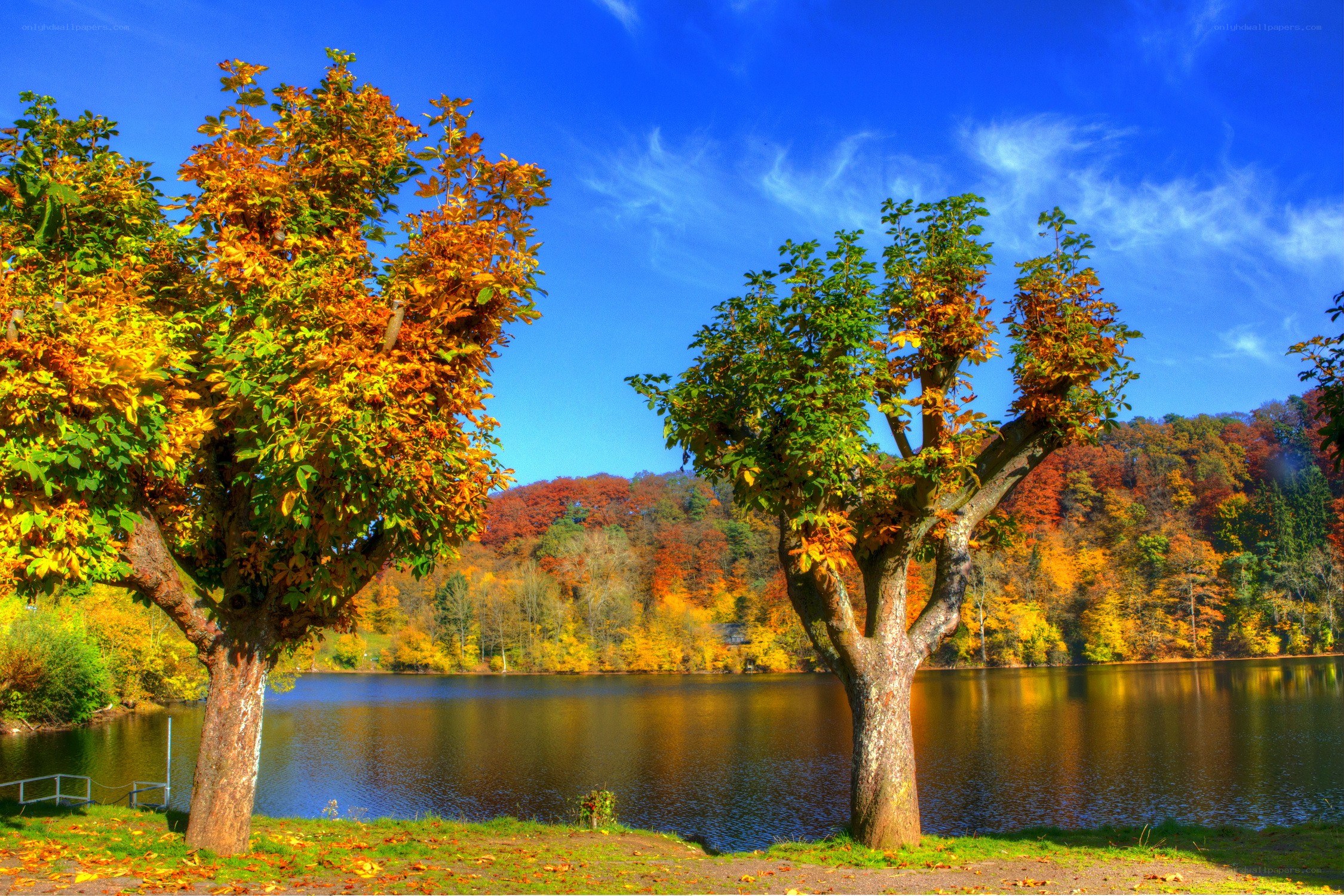 Autumn trees by a lake