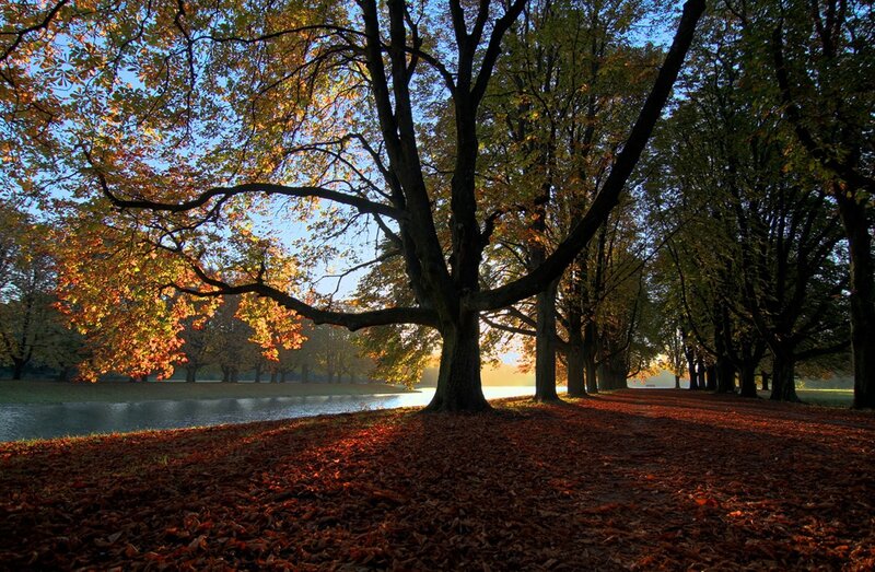 Autumn trees by a lake