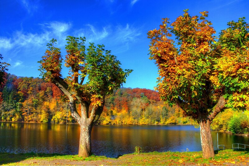 Autumn trees by a lake