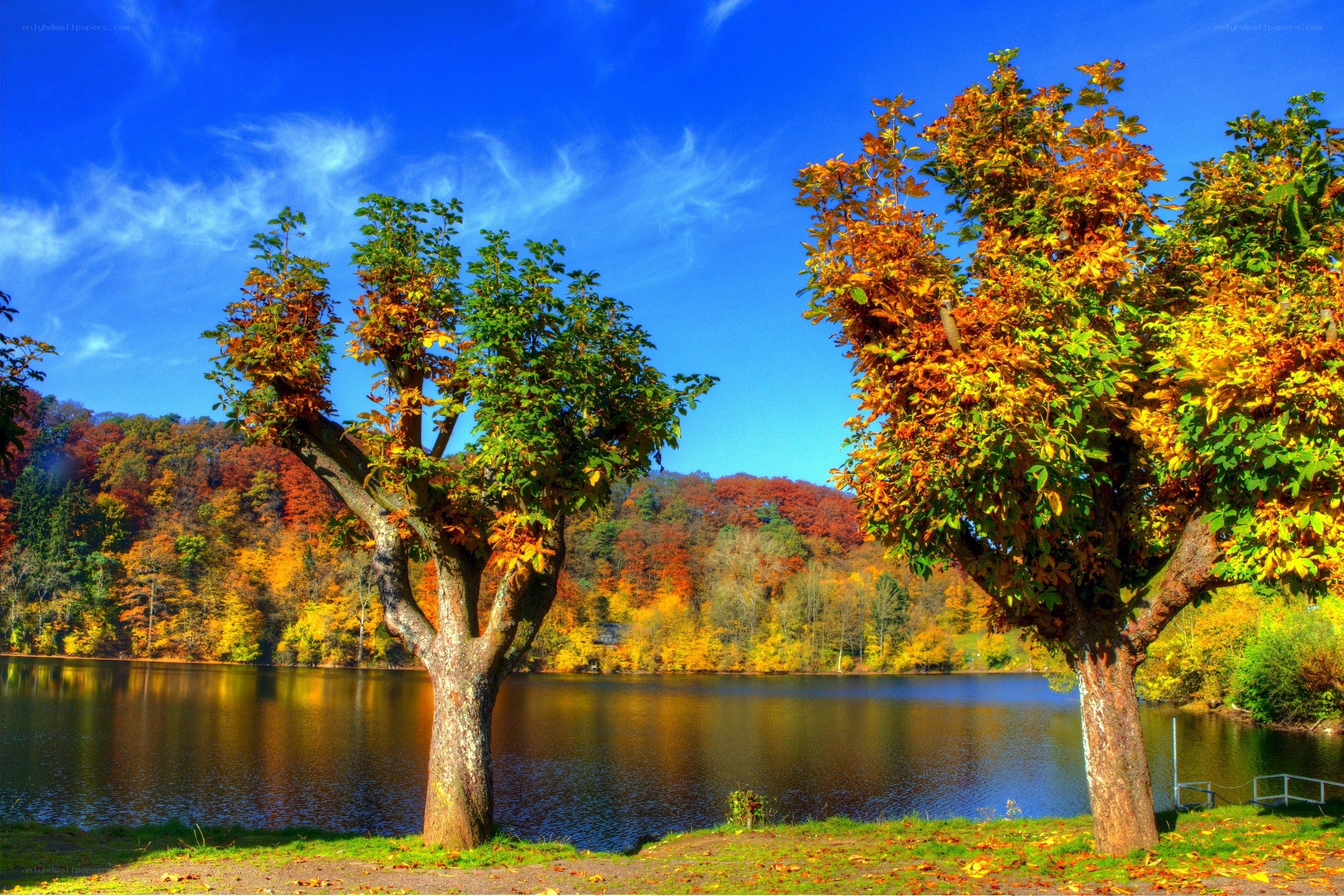 Autumn trees by a lake