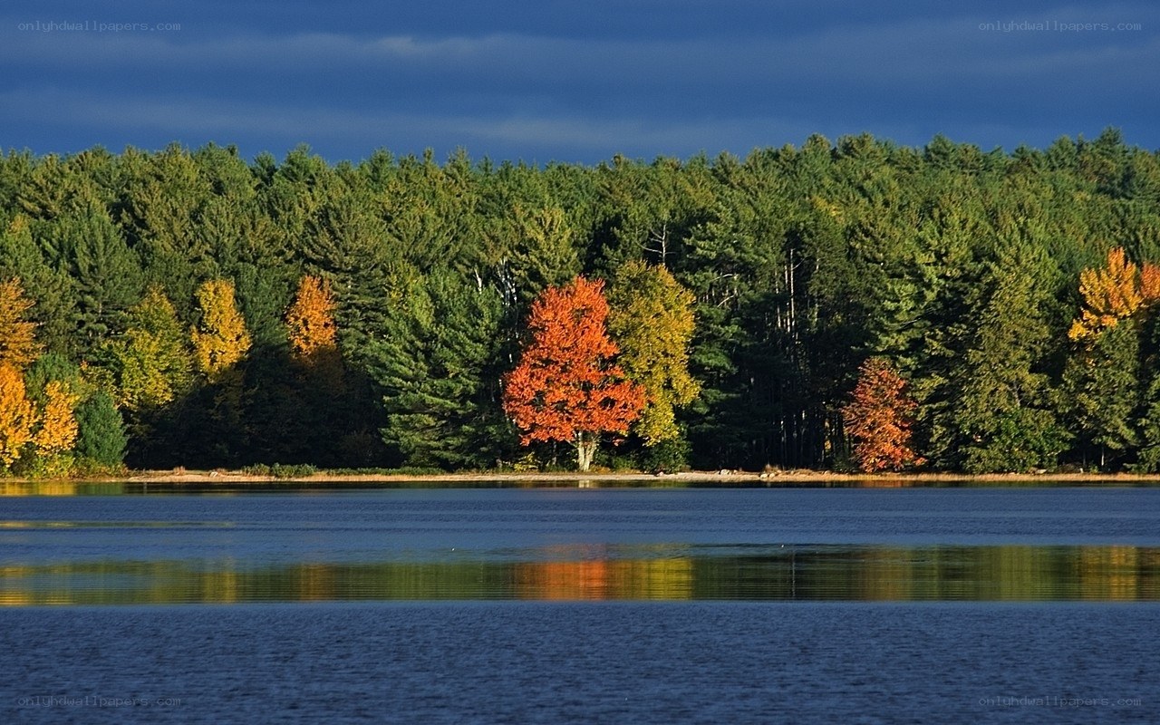 Autumn trees by a lake