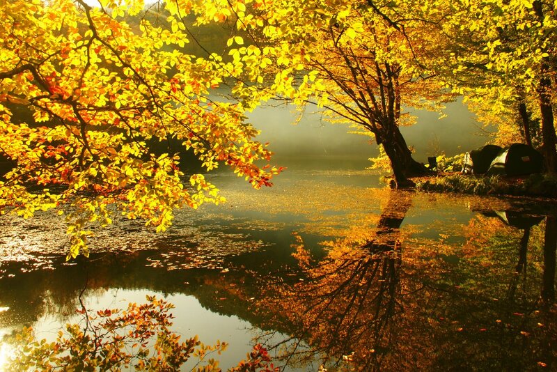 Autumn trees by a lake