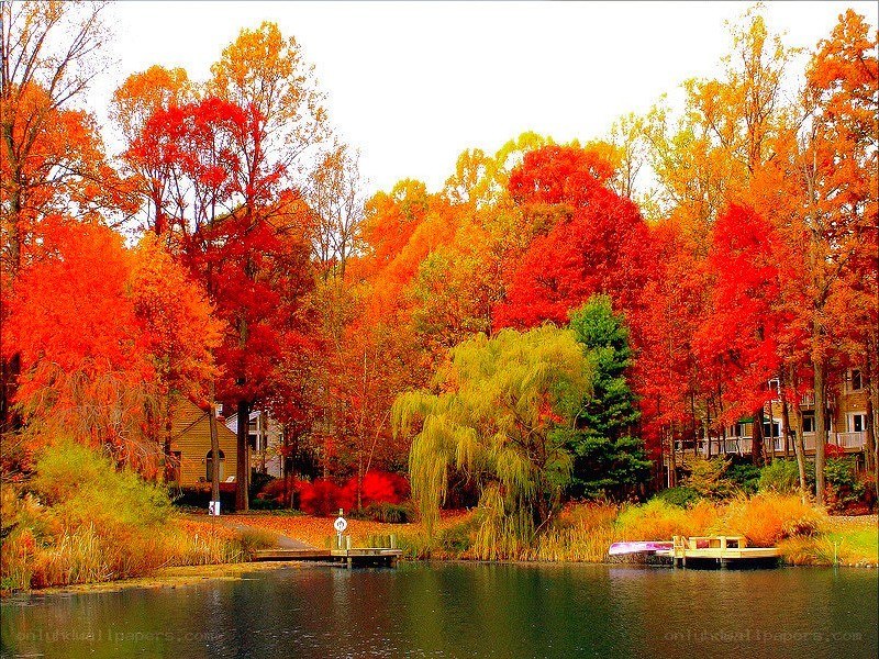 Autumn trees by a lake