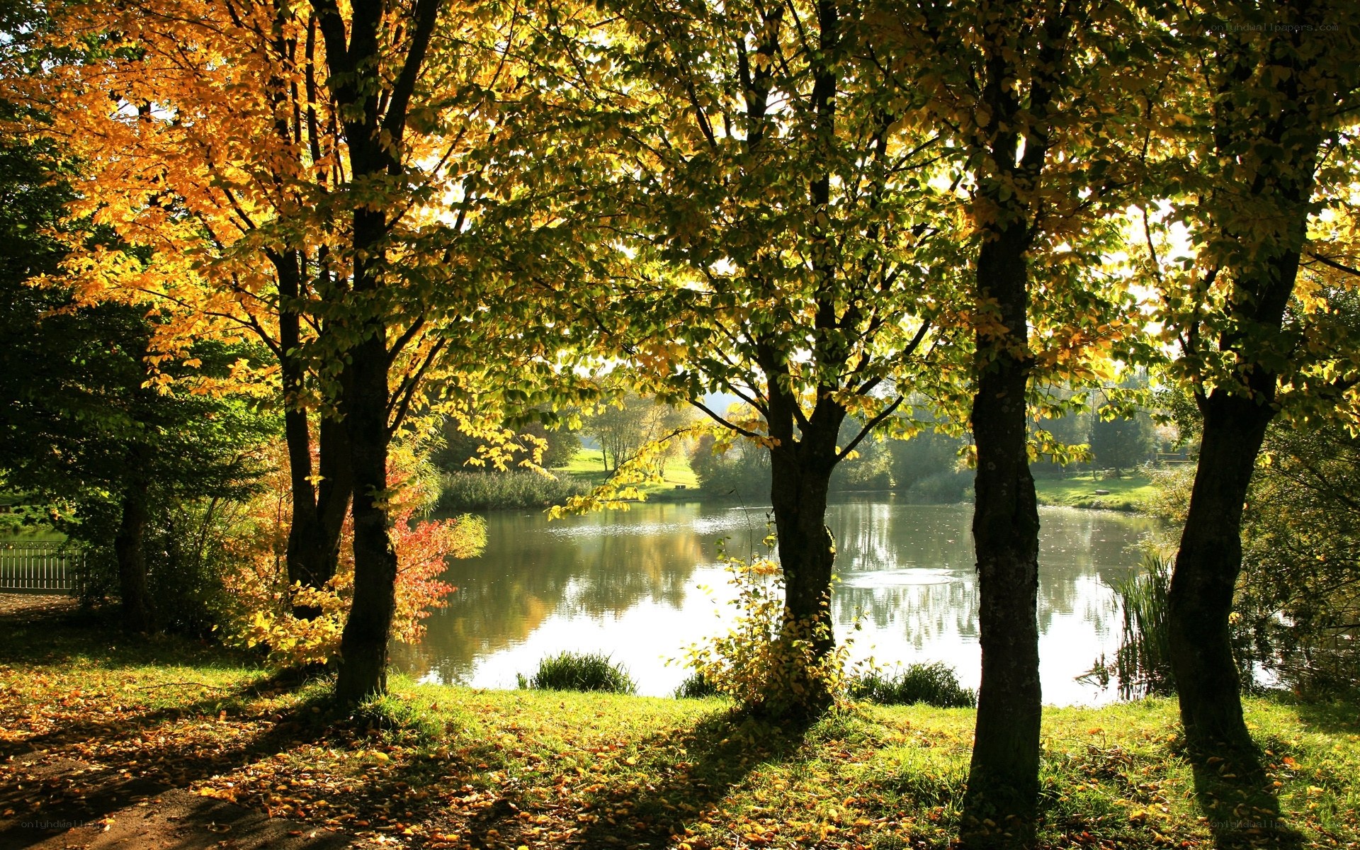 Autumn trees by a lake