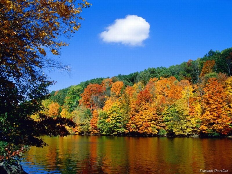 Autumn trees by a lake