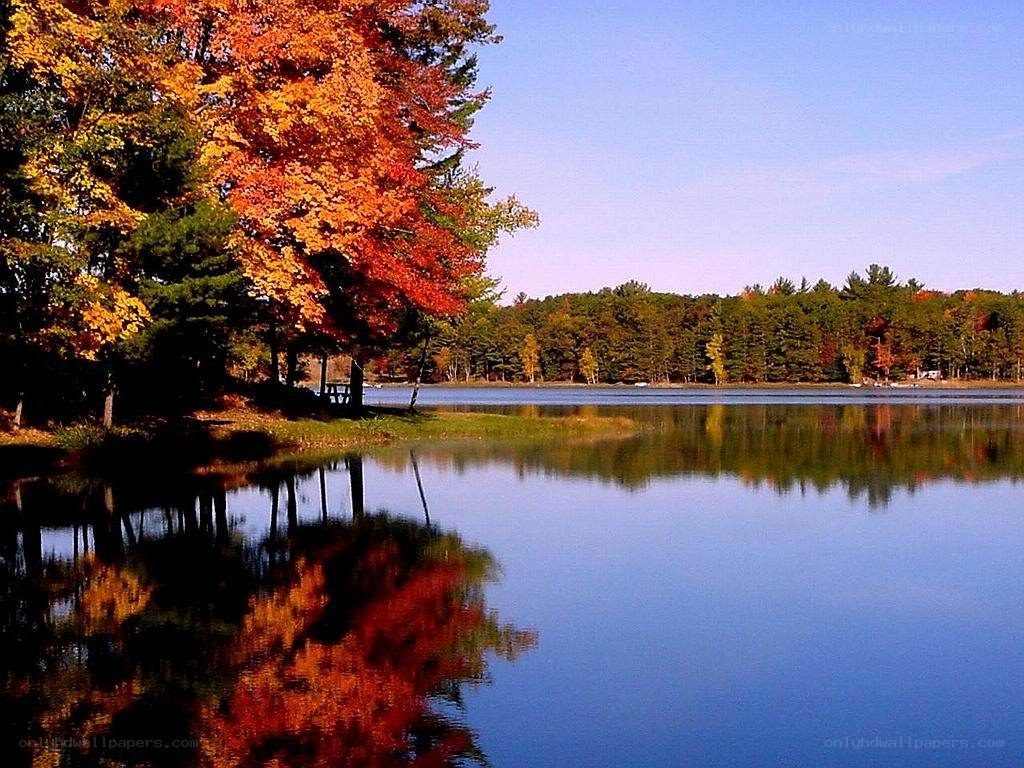 Autumn trees by a lake