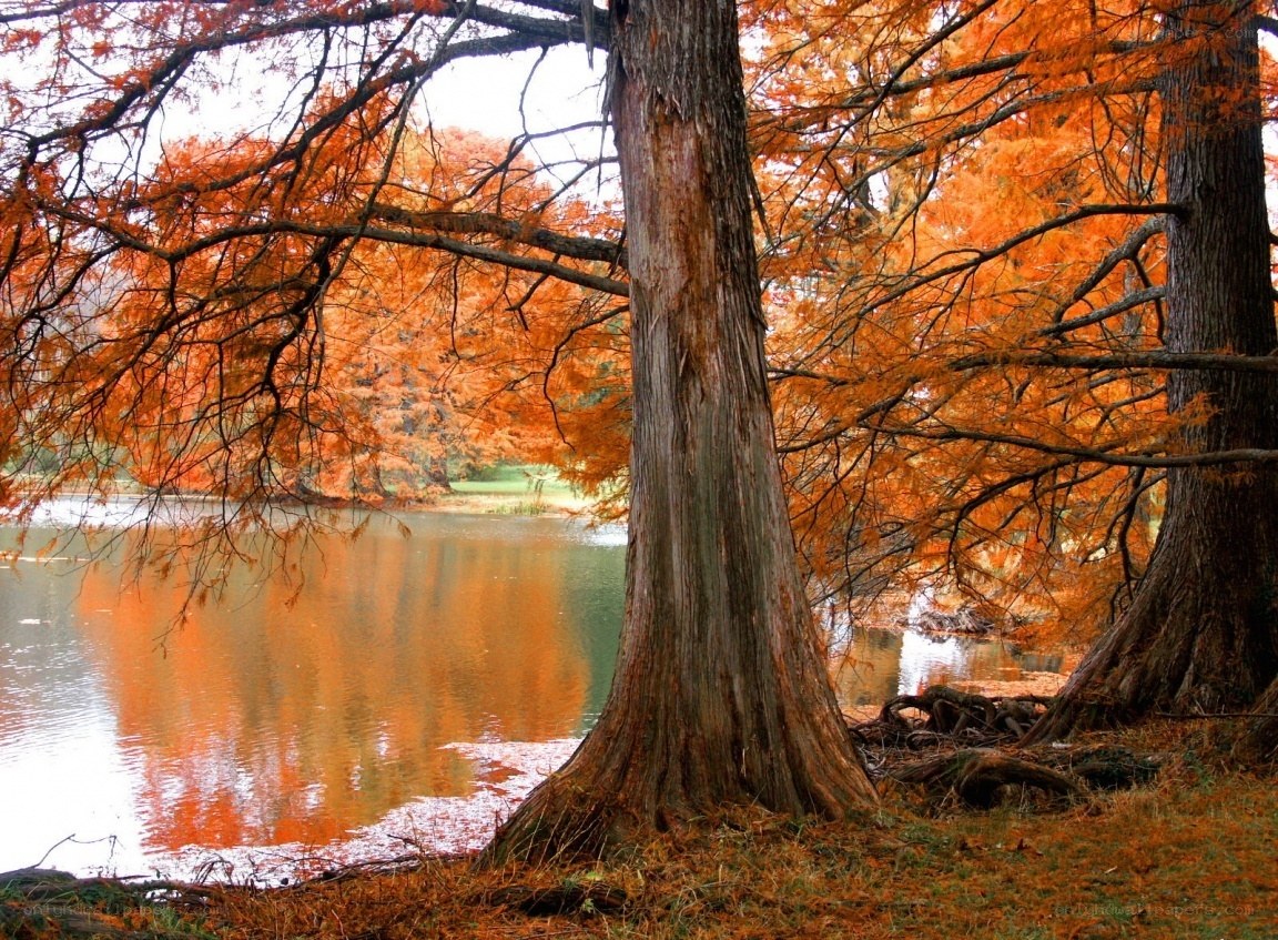 Autumn trees by a lake