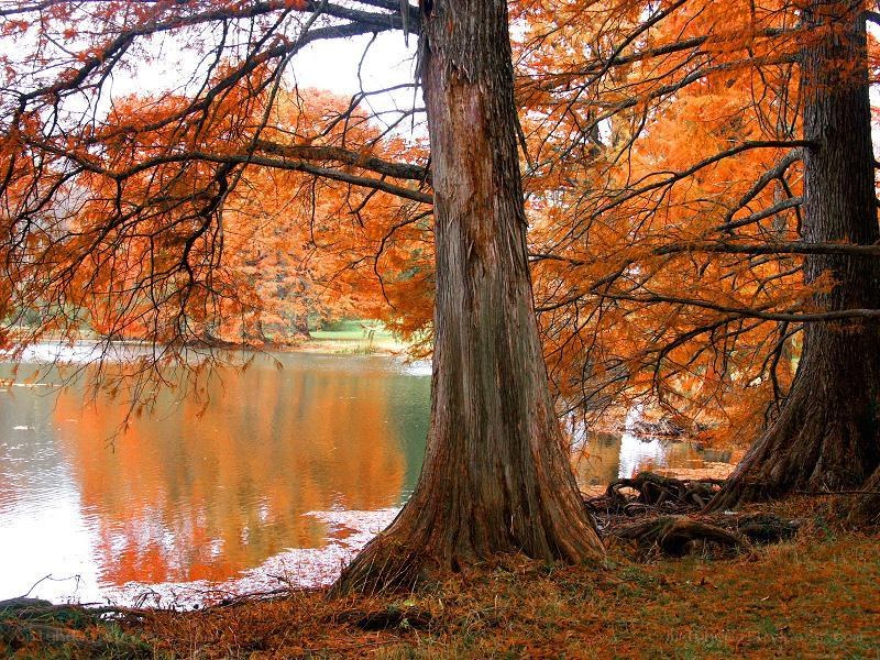Autumn trees by a lake