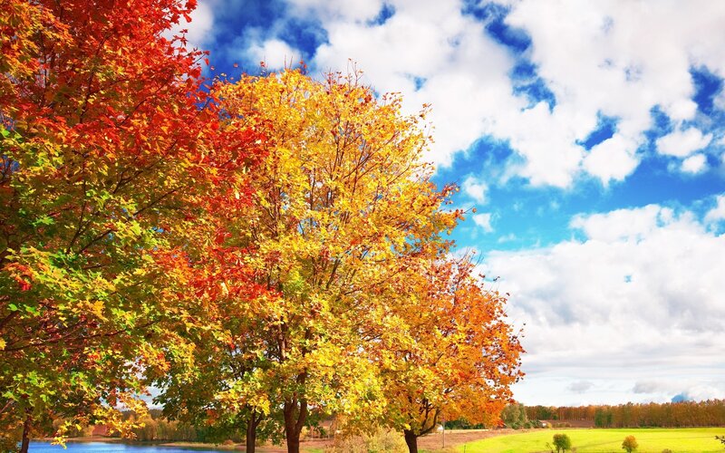 Autumn trees by a lake
