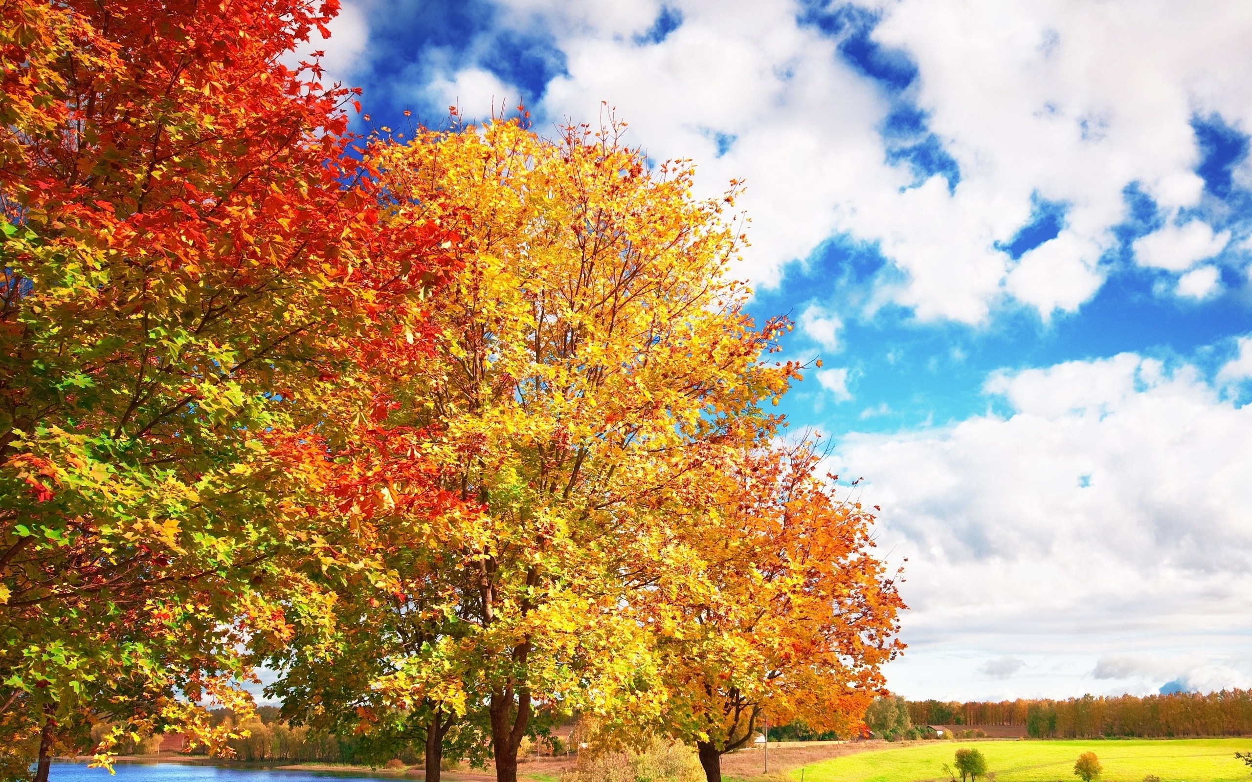 Autumn trees by a lake