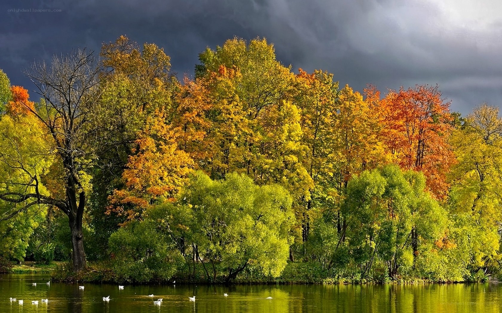 Autumn trees by a lake
