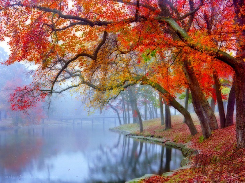 Autumn trees by a misty lake