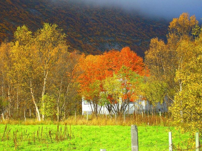 Autumn trees by a mountain