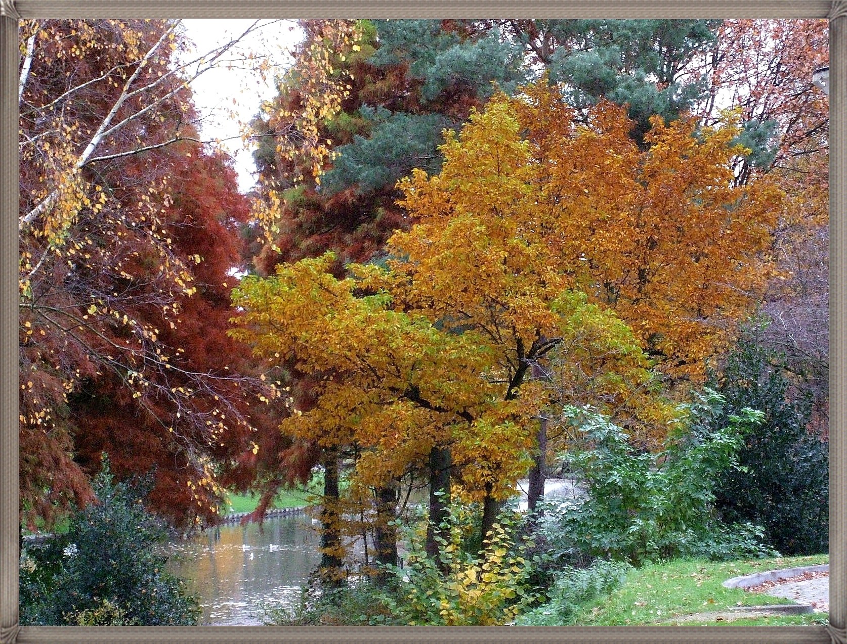Autumn trees by a pond