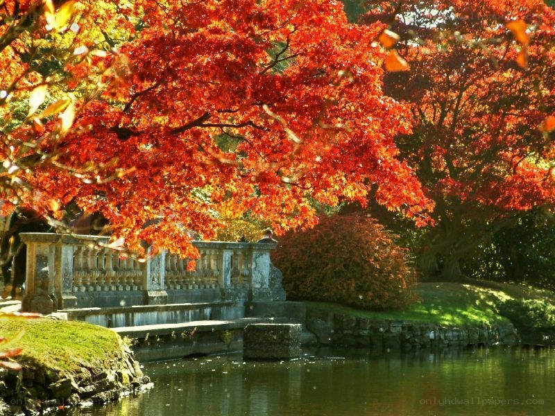 Autumn trees by a pond
