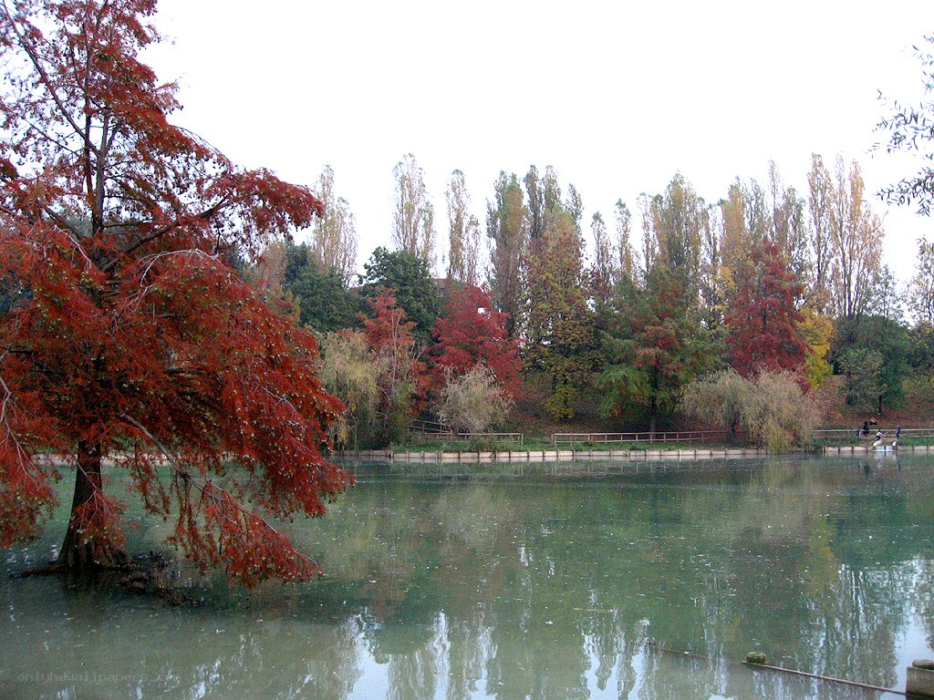 Autumn trees by a pond