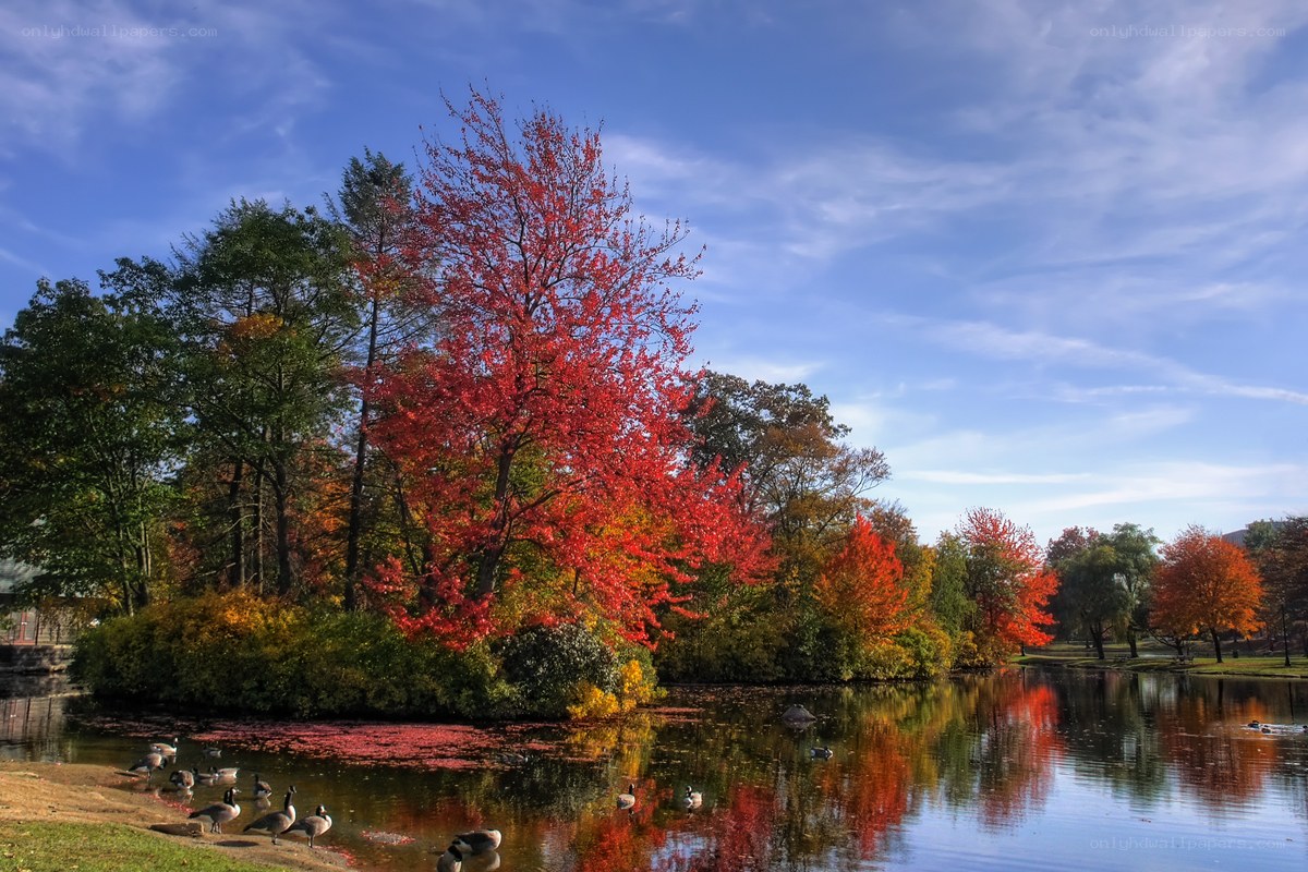 Autumn trees by a pond