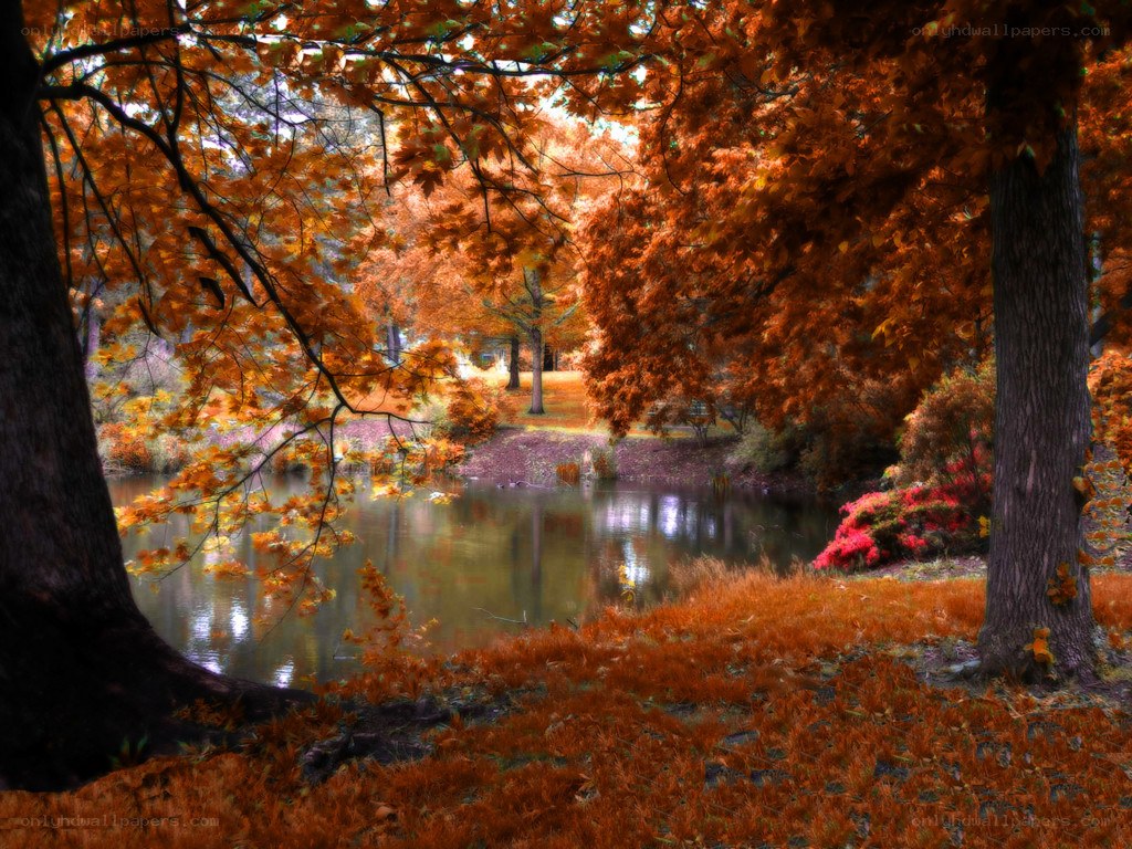 Autumn trees by a pond