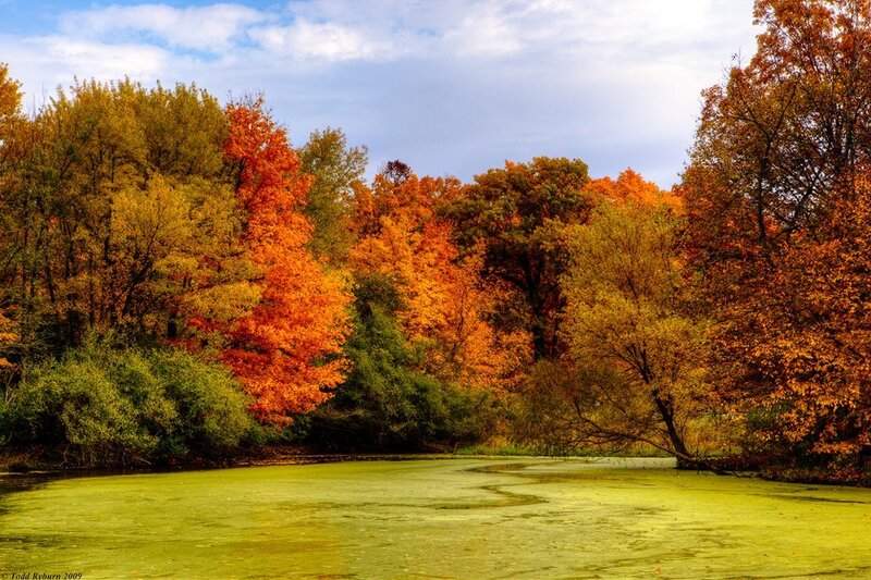 Autumn trees by a pond