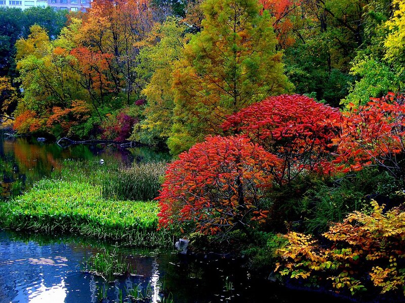 Autumn trees by a pond