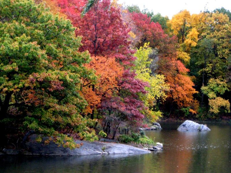 autumn trees by a pond