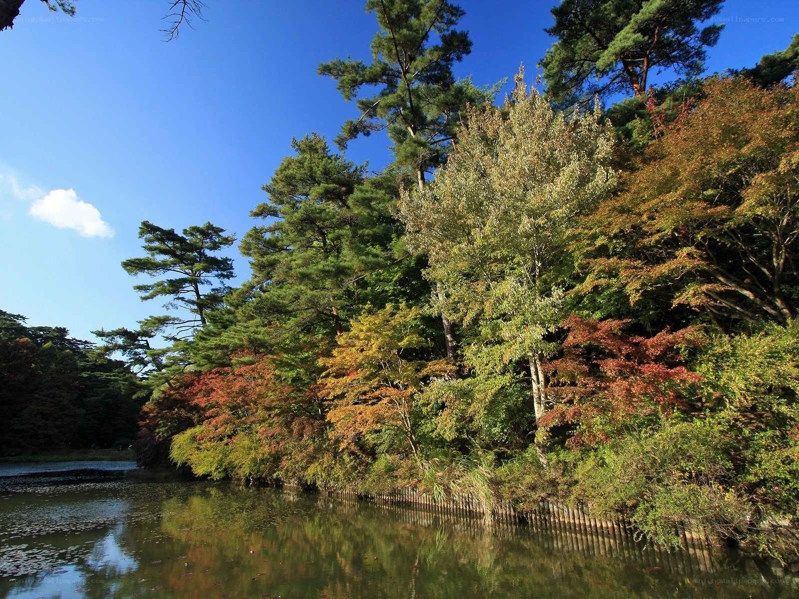 Autumn trees by a pond