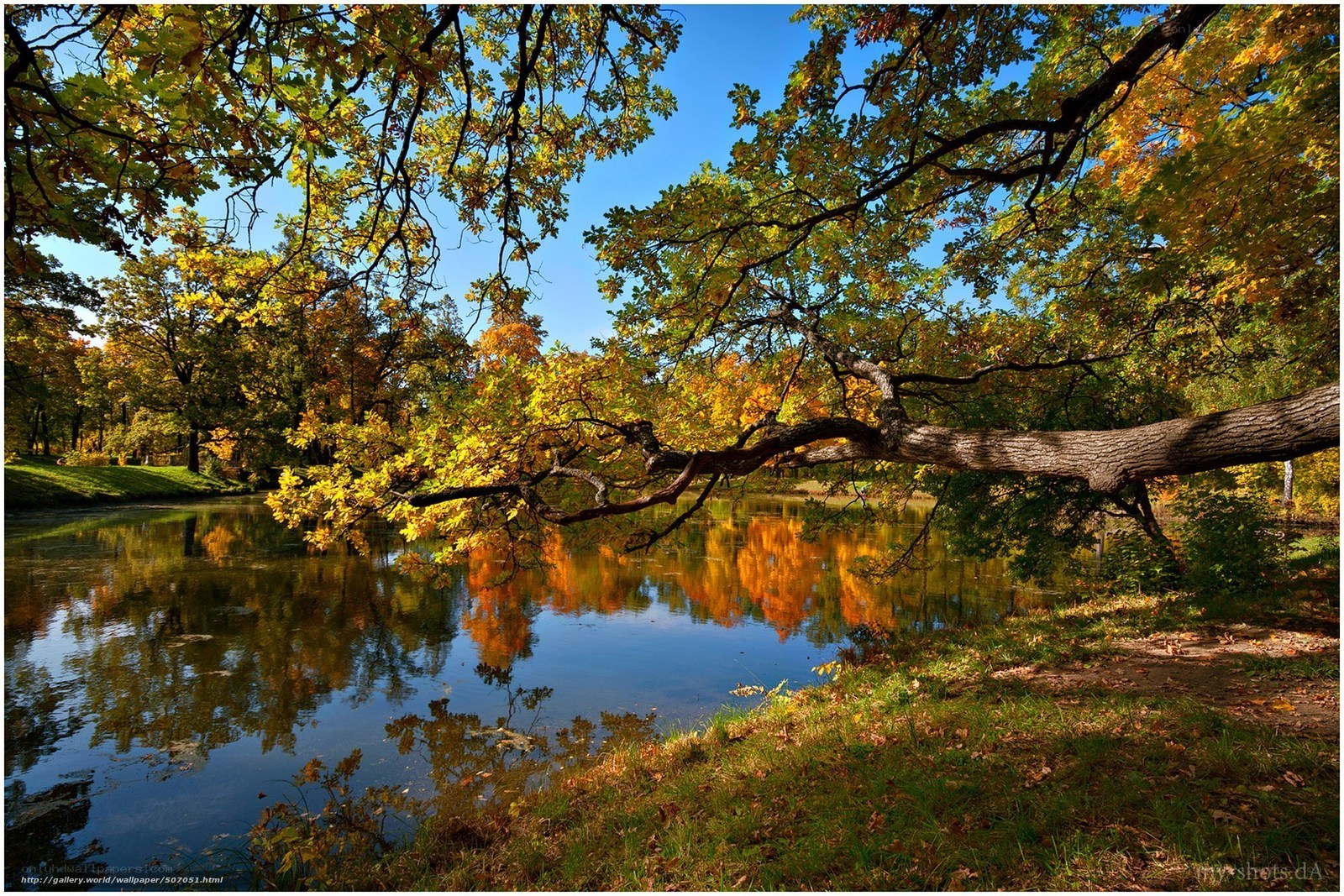Autumn trees by a pond