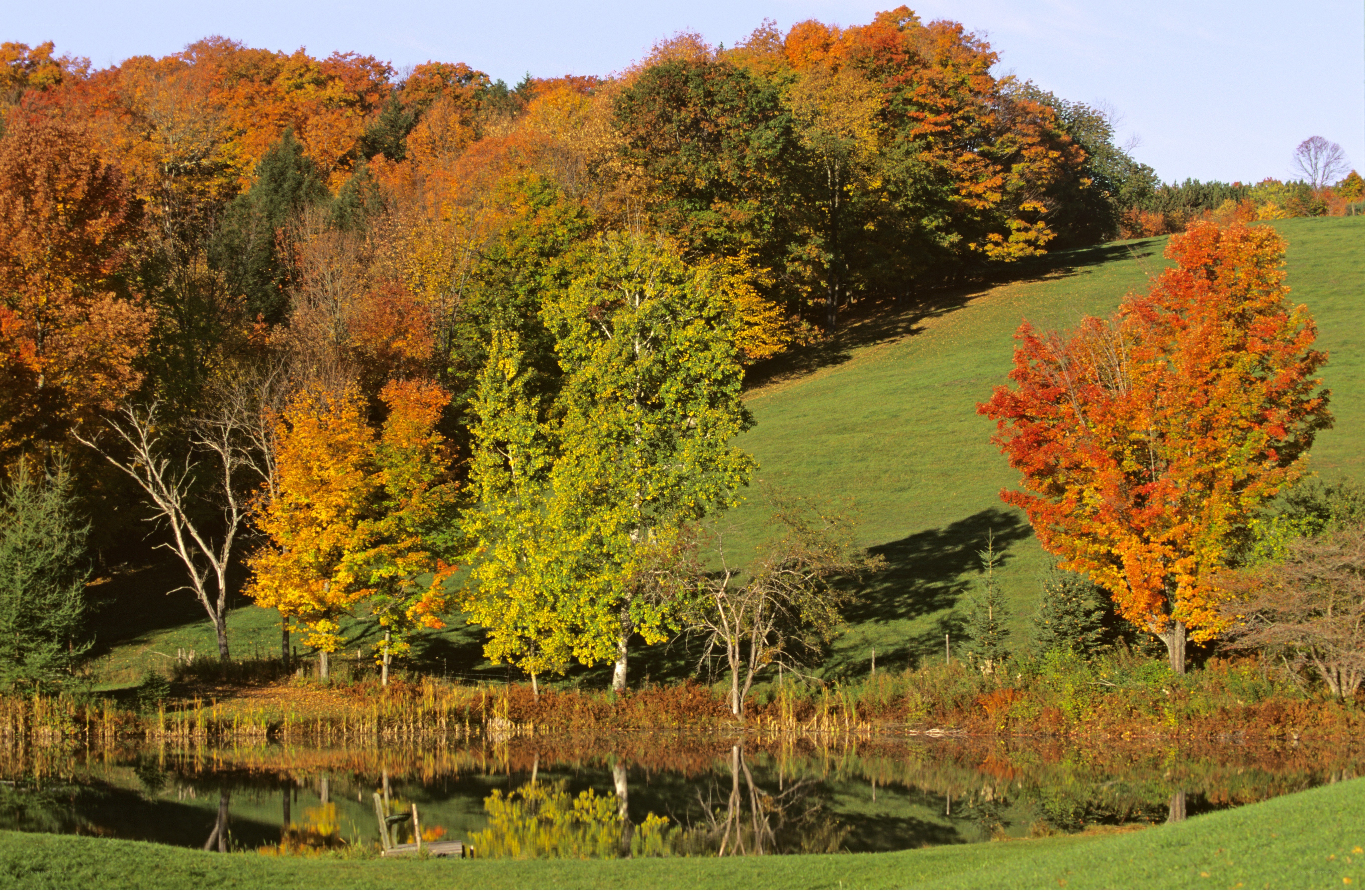 Autumn trees by a pond