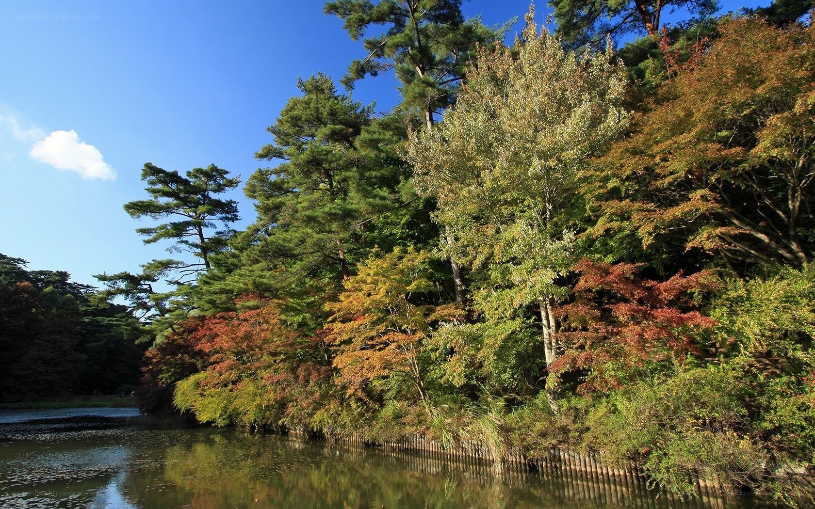 Autumn trees by a pond