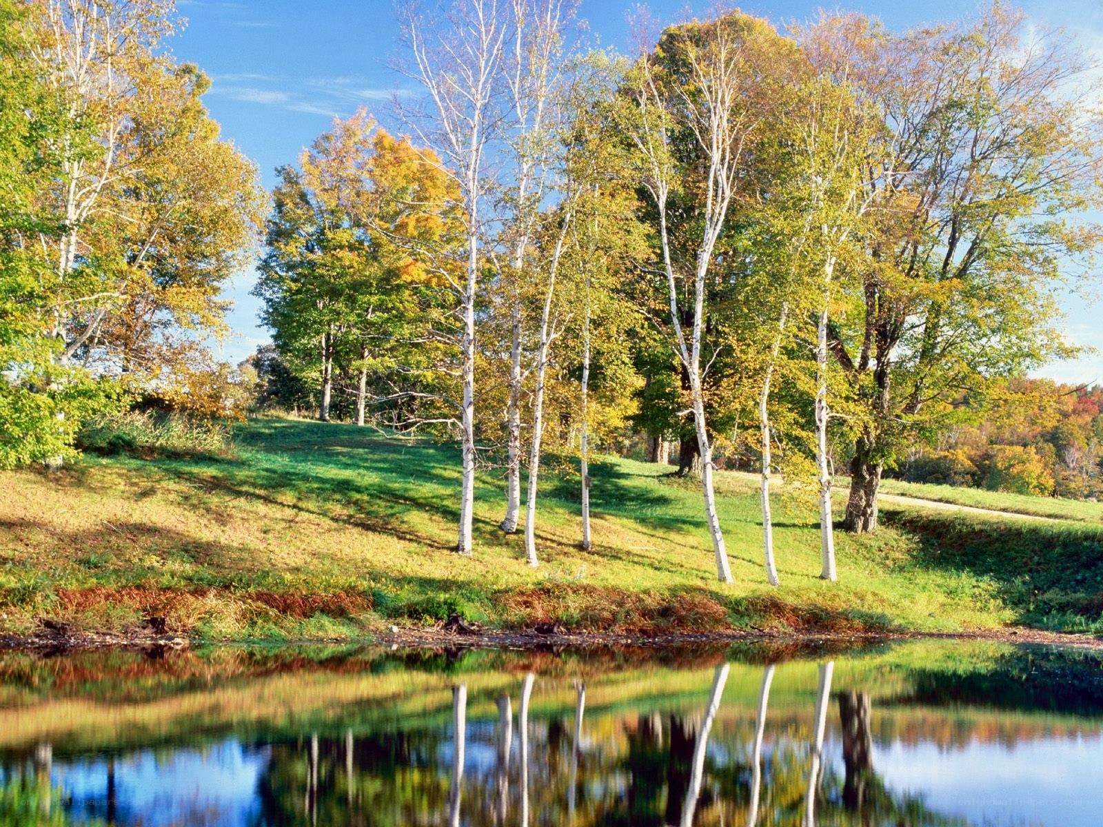 Autumn trees by a pond