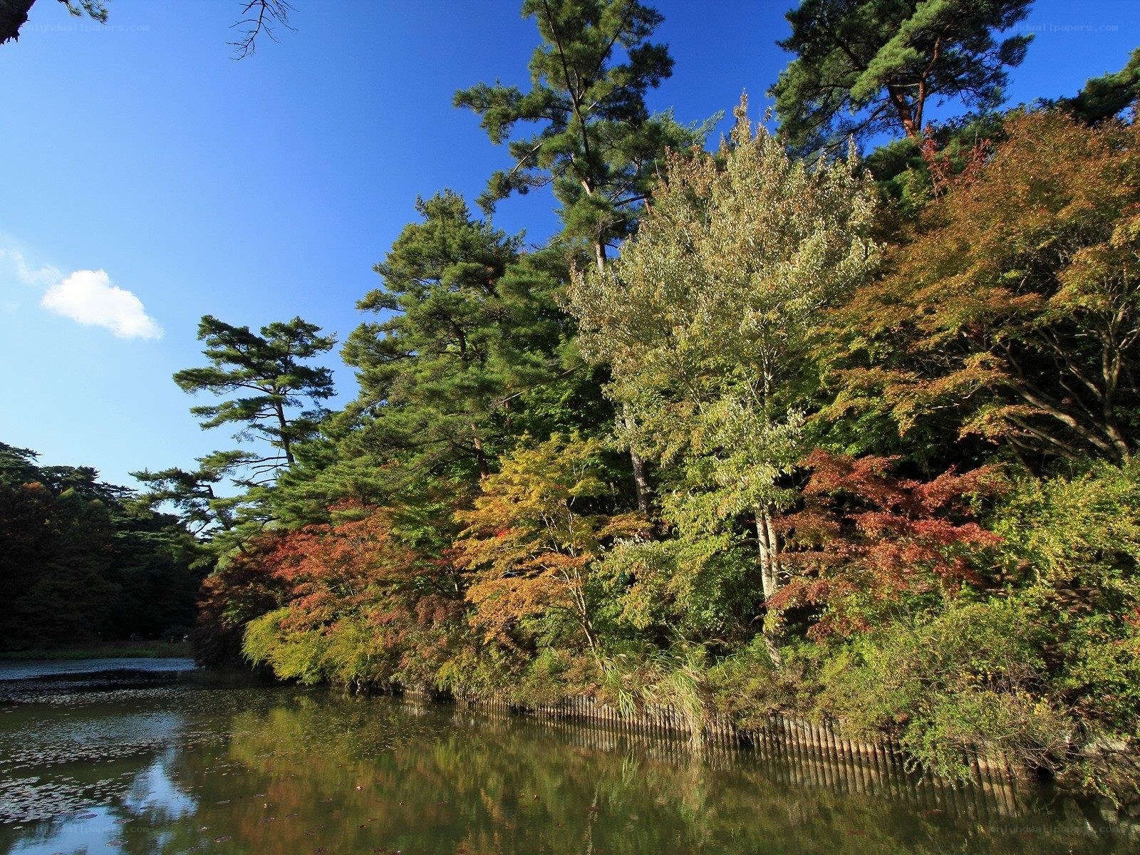 Autumn trees by a pond