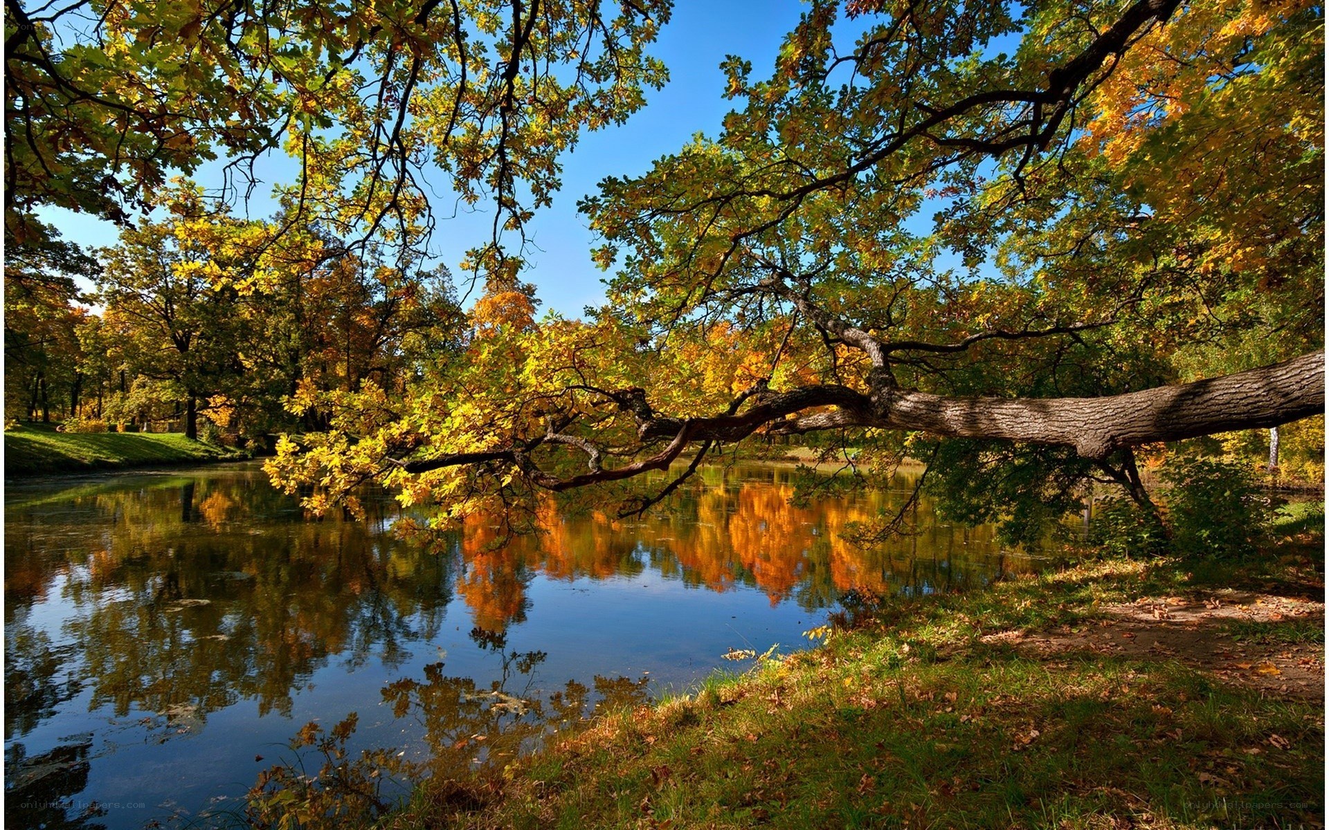 Autumn trees by a pond