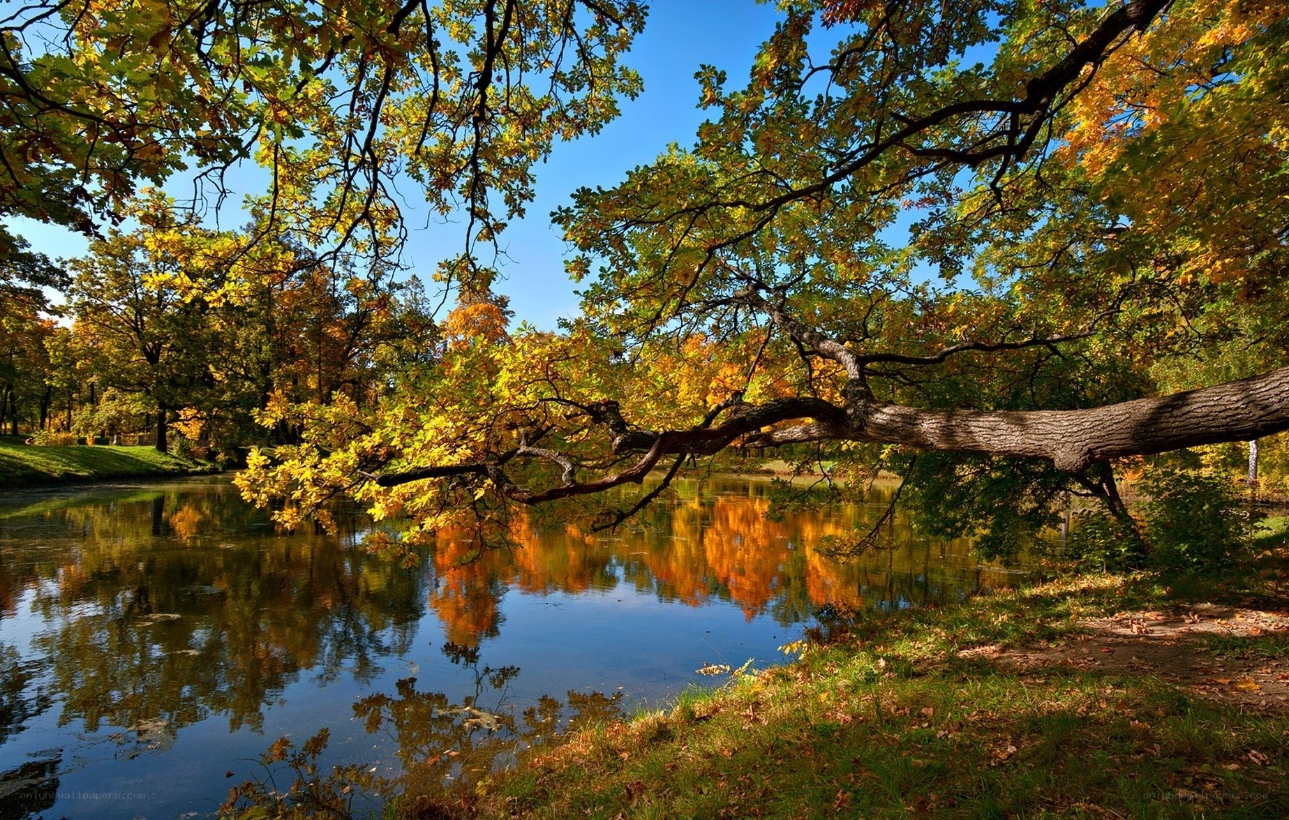 Autumn trees by a pond