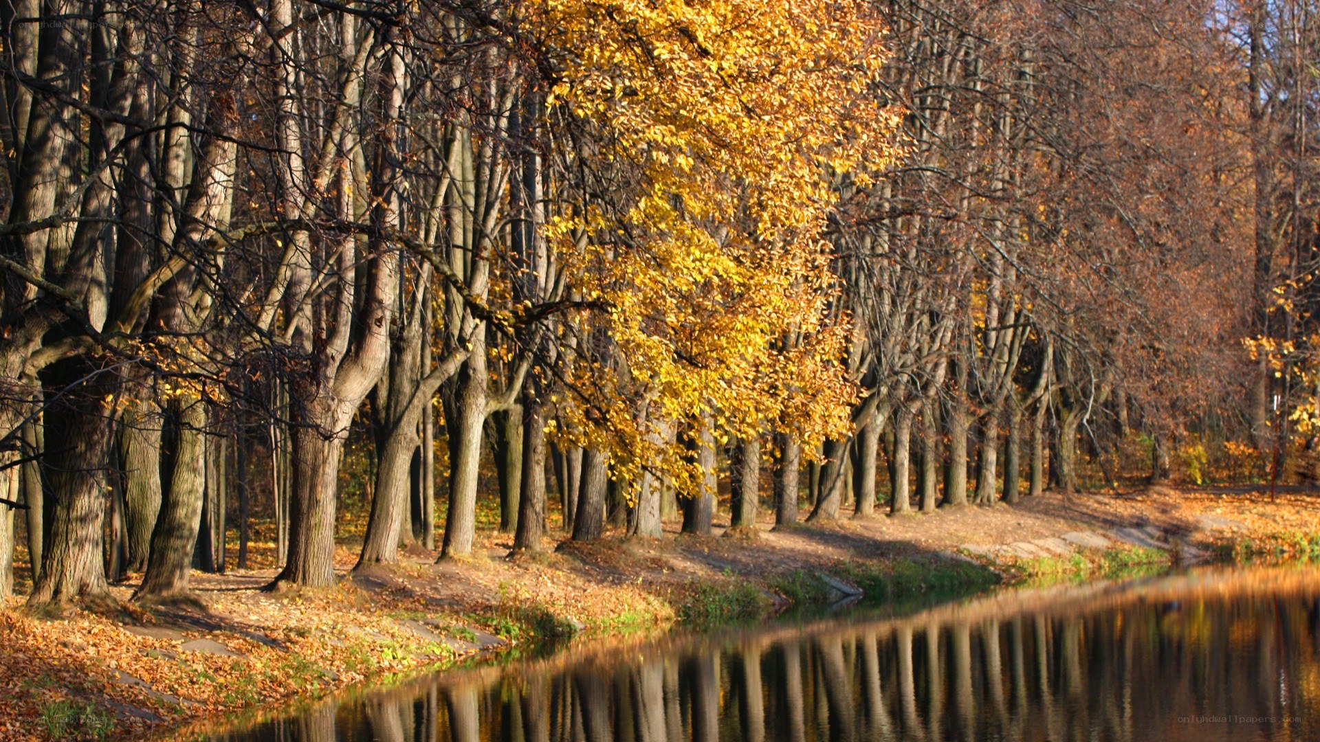 Autumn trees by a river