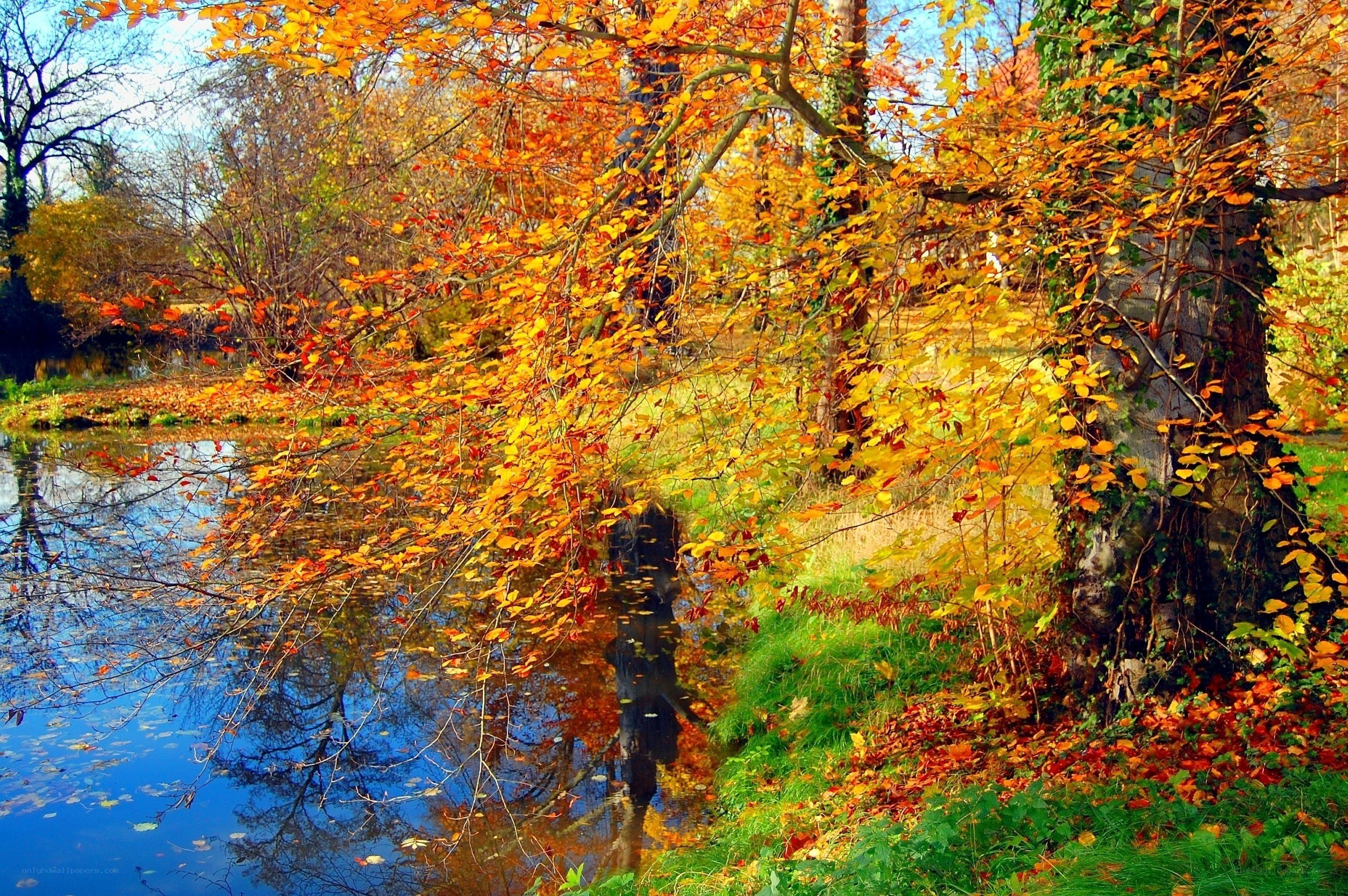 Autumn trees by a river
