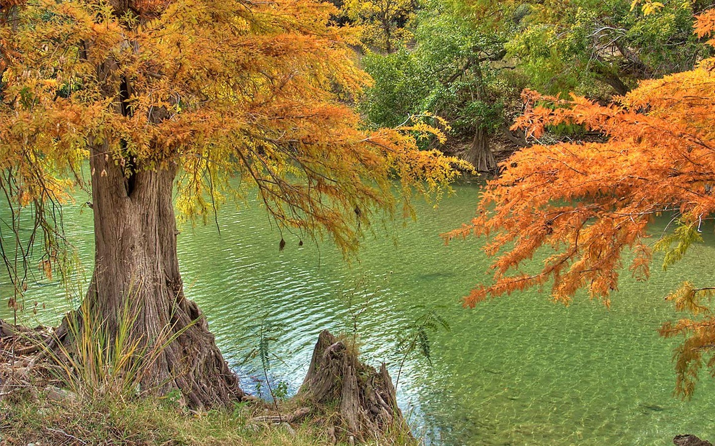 Autumn trees by a river