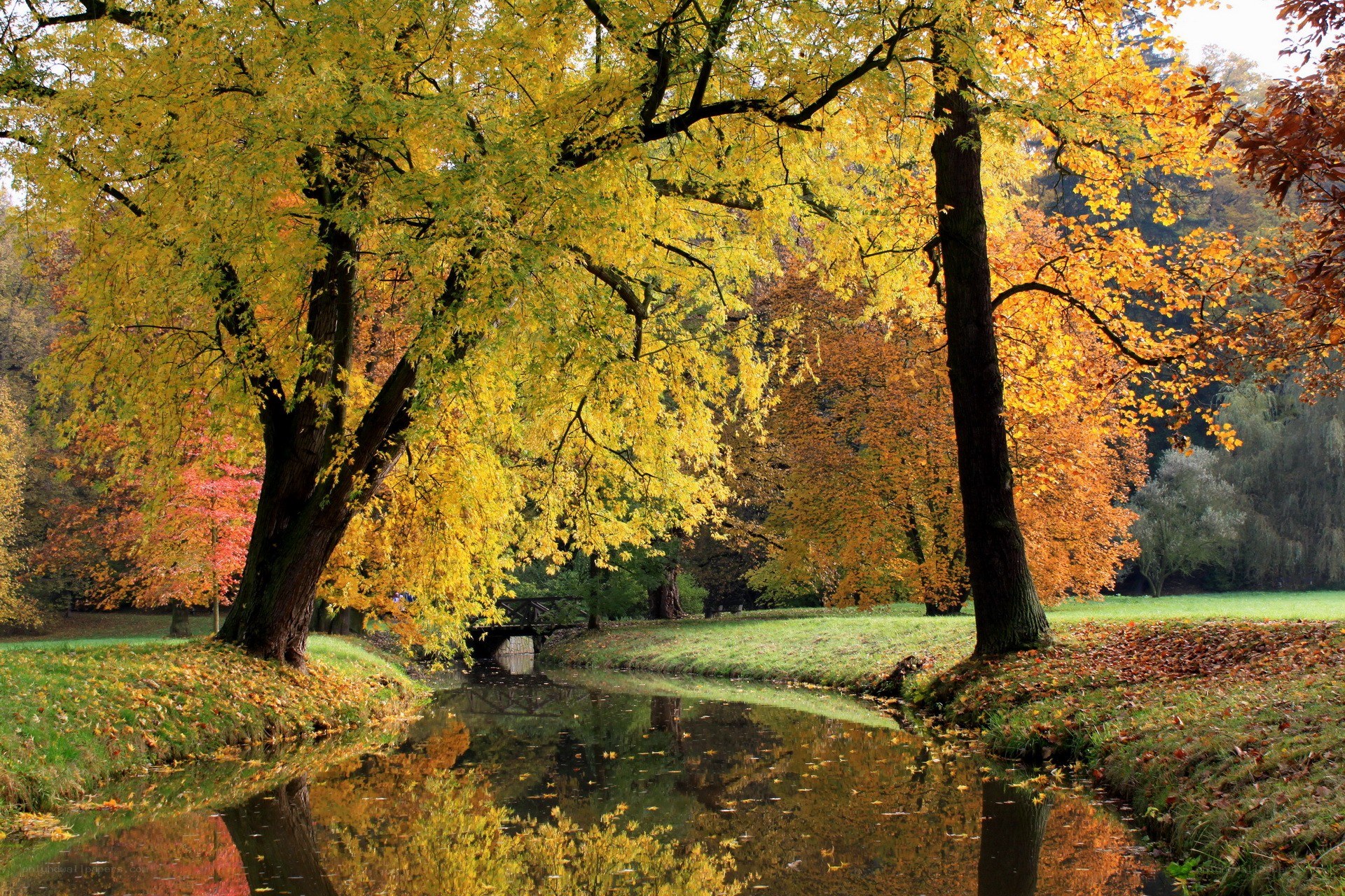 Autumn trees by a river