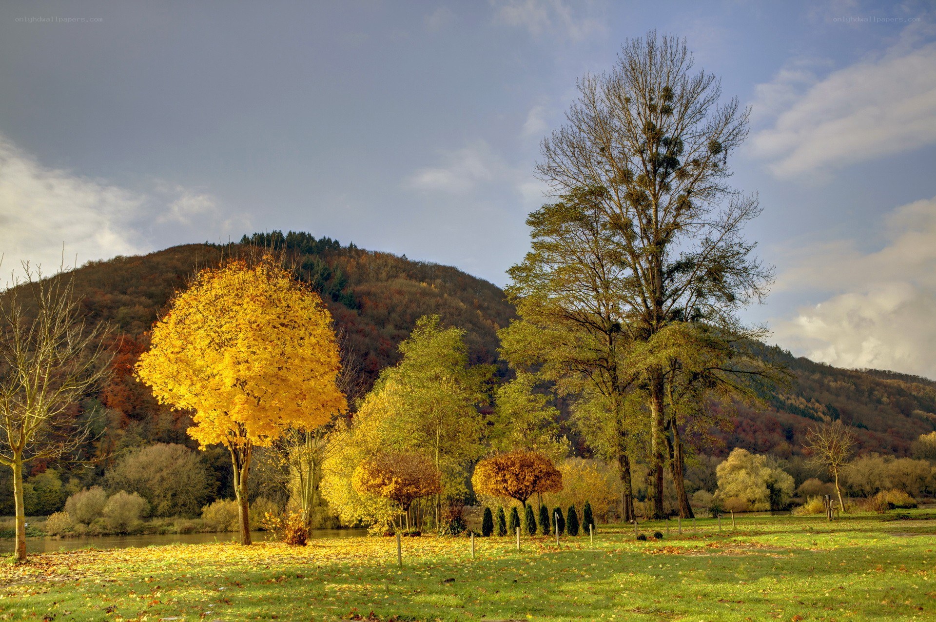 Autumn trees by a river