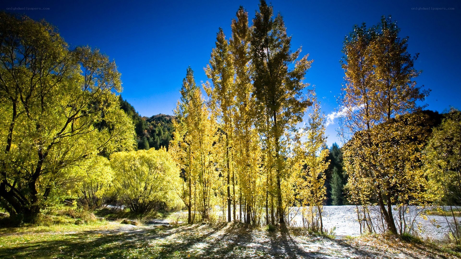Autumn trees by a river