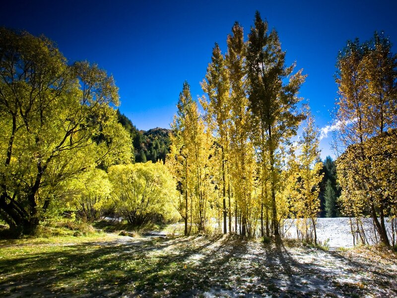 Autumn trees by a river