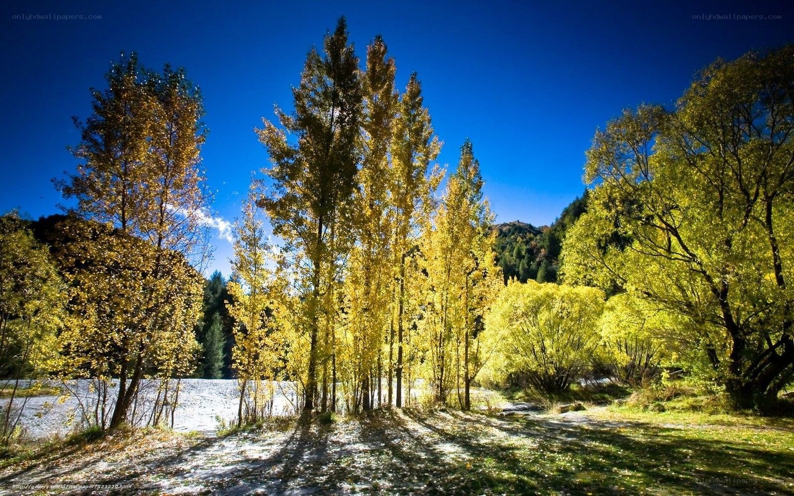 Autumn trees by a river