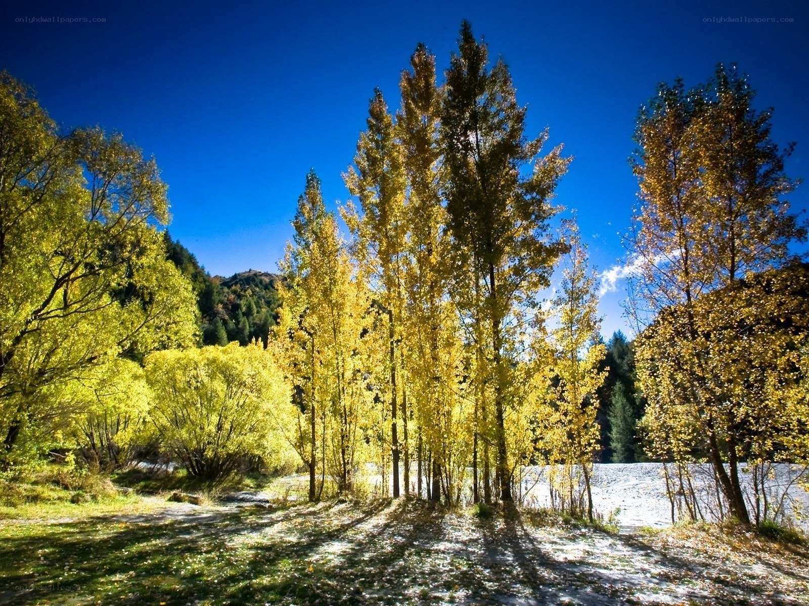 Autumn trees by a river