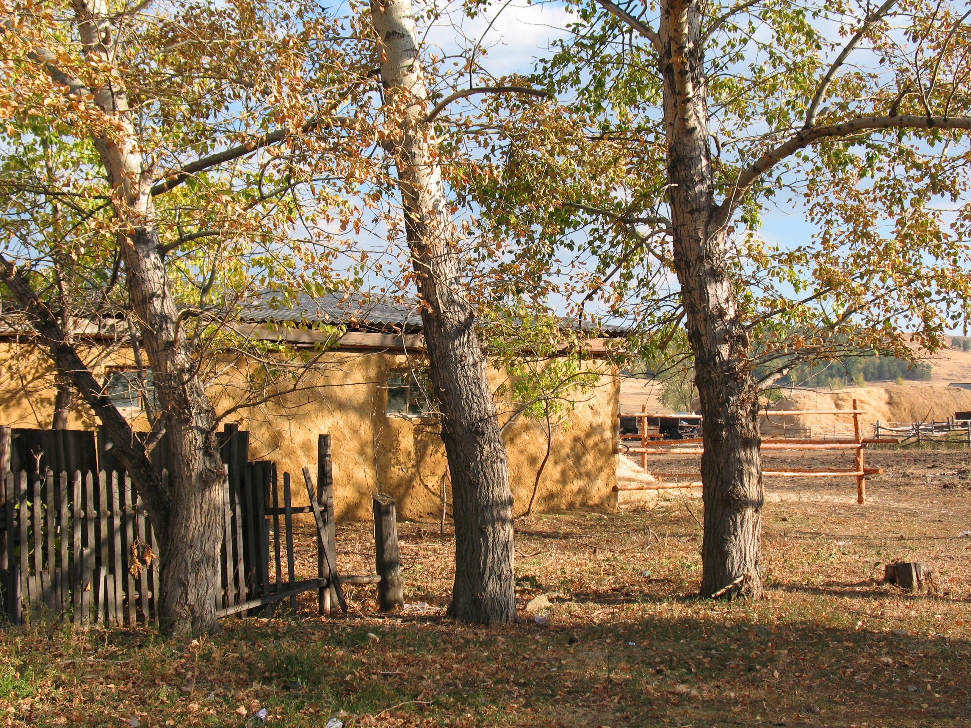 Autumn trees by a rural house